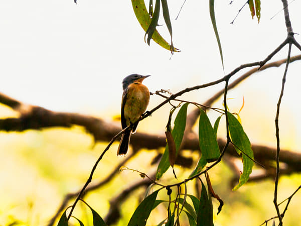 Leaden Flycatcher, by Paul Amyes on 500px.com