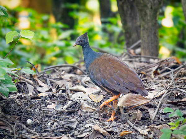 Orange-footed Scrubfowl by Paul Amyes on 500px.com