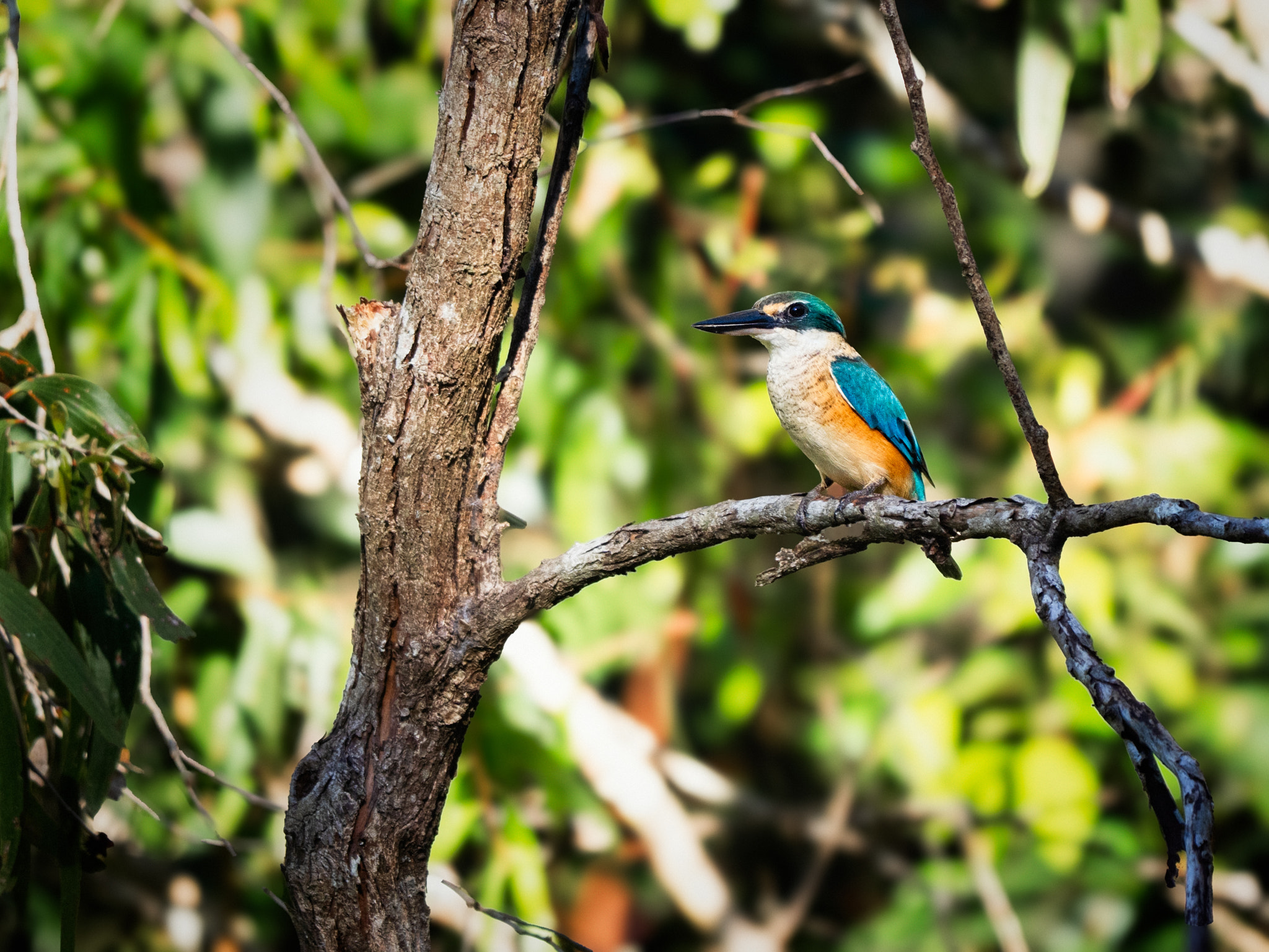 Sacred Kingfisher by Paul Amyes on 500px.com