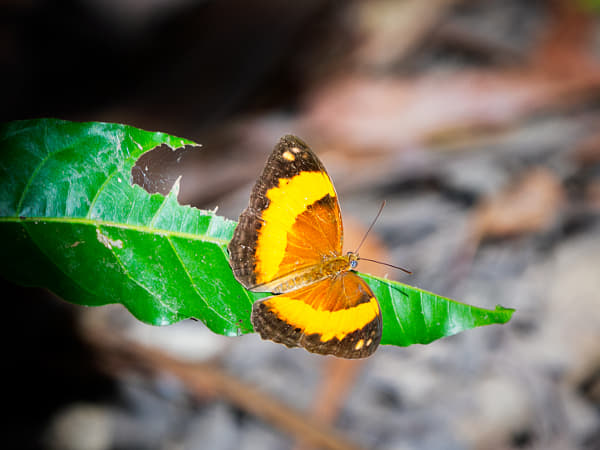 Australian Rustic by Paul Amyes on 500px.com