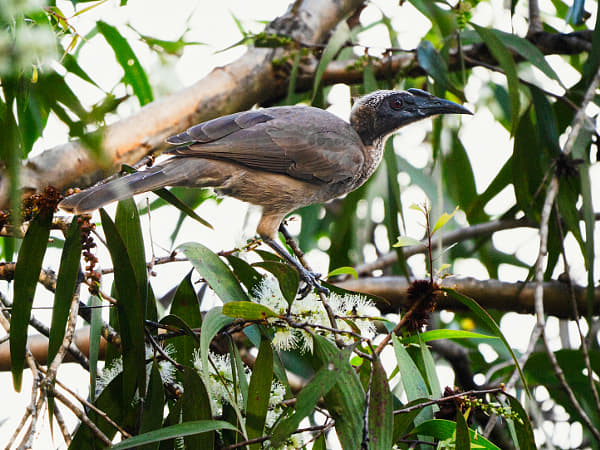 Hornbill Friarbird by Paul Amyes on 500px.com