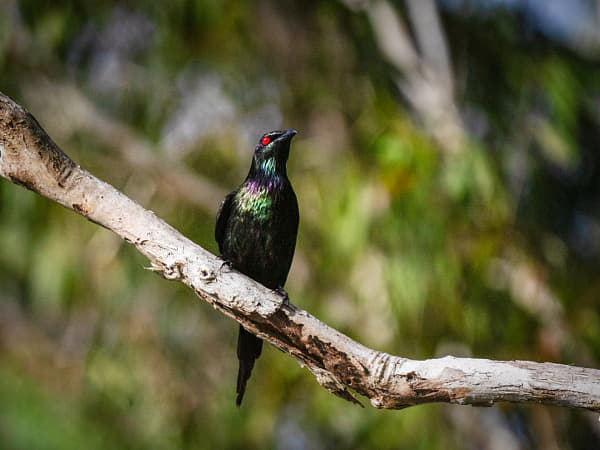 Metallic Starling by Paul Amyes on 500px.com