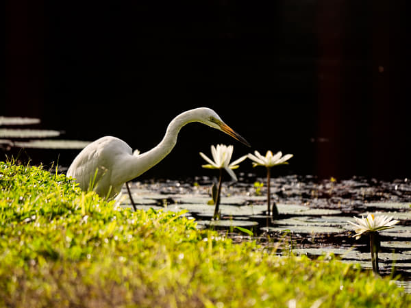 Great Egret by Paul Amyes on 500px.com