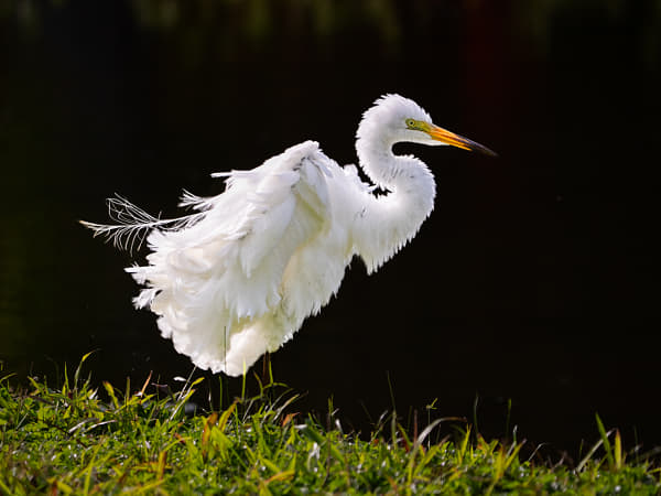 Great Egret by Paul Amyes on 500px.com