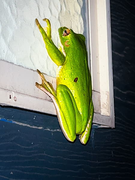 White-lipped Tree Frog by Paul Amyes on 500px.com