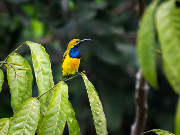Olive-backed Sunbird by Paul Amyes on 500px.com