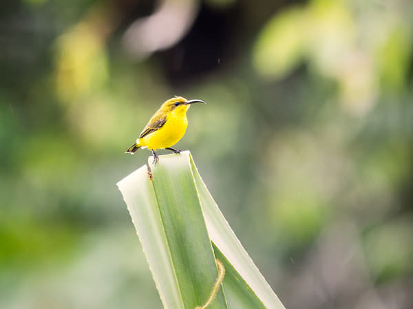 Yellow Honeyeater by Paul Amyes on 500px.com