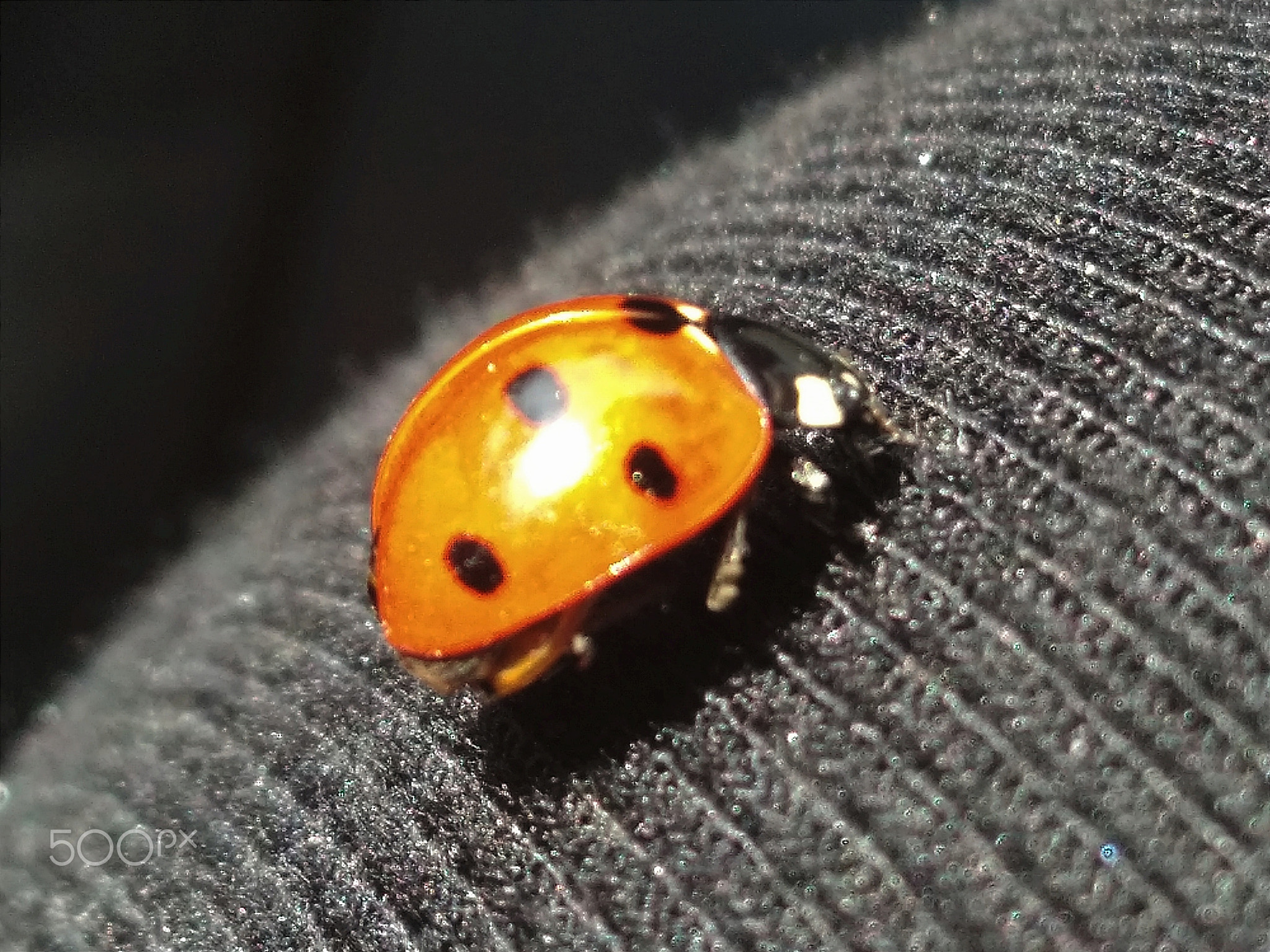 Ladybug \uD83D\uDC1E