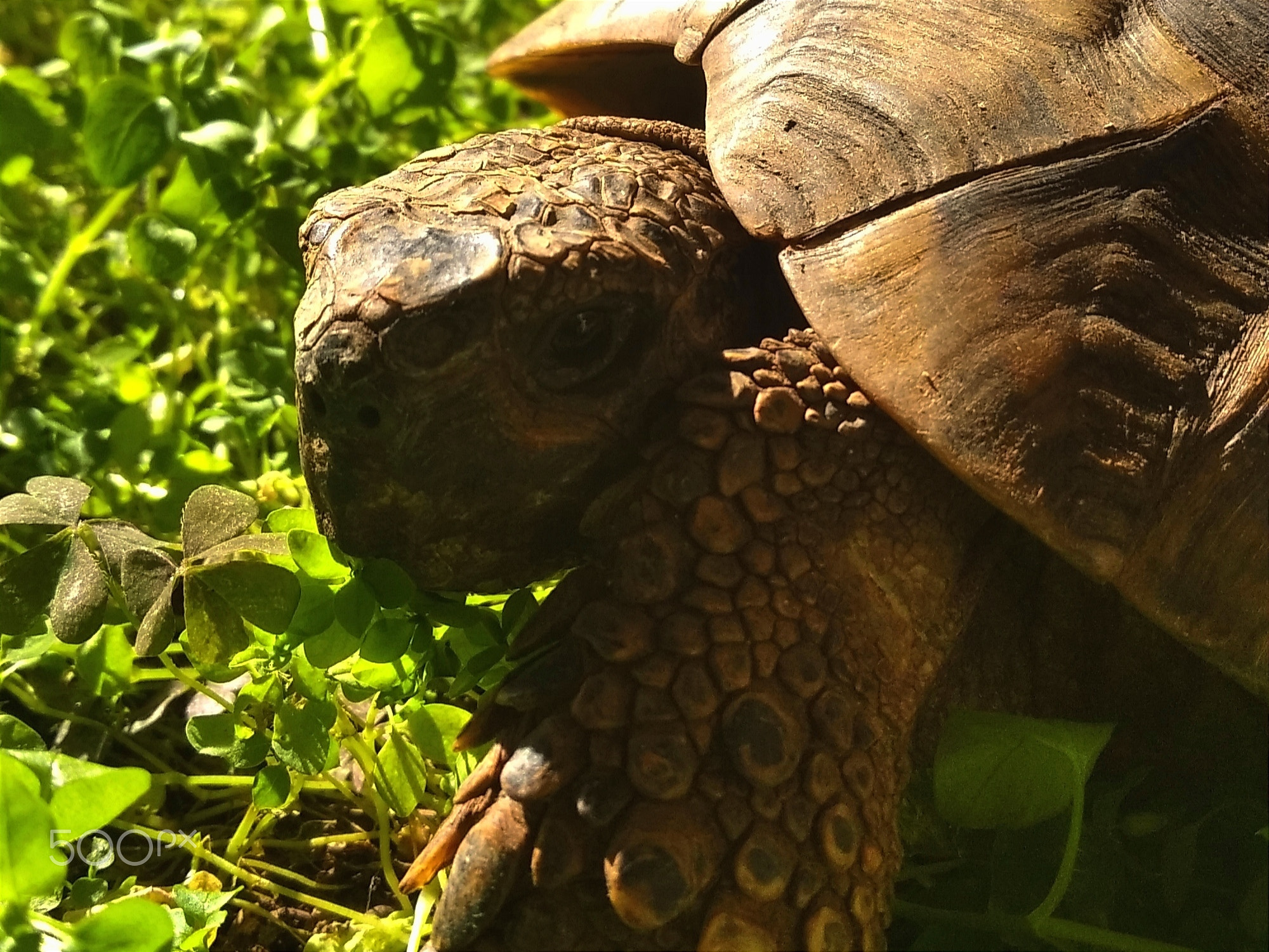 Tortoise \uD83D\uDC22