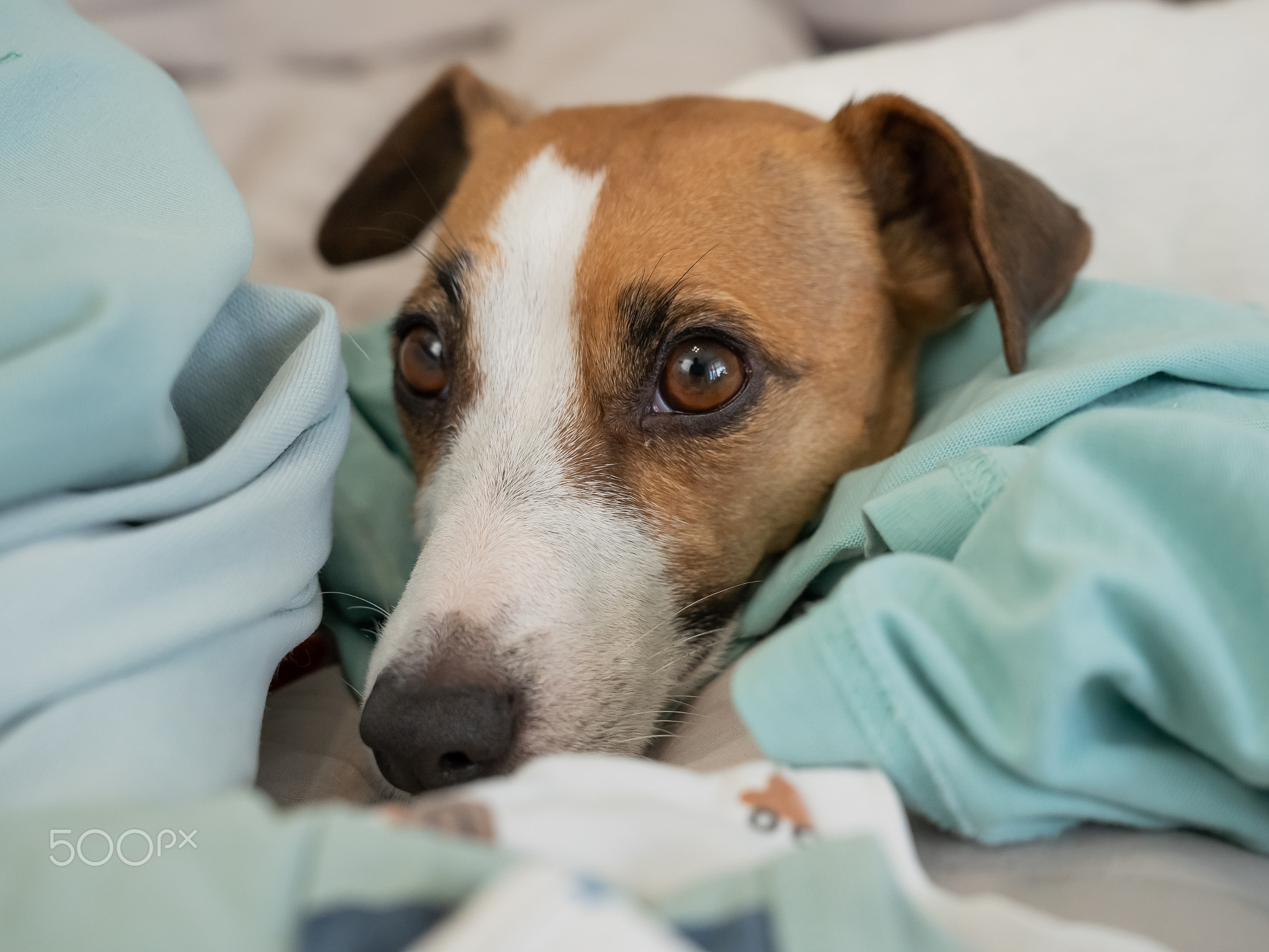 A Jack Russell Terrier dog is lying on its owner's things.