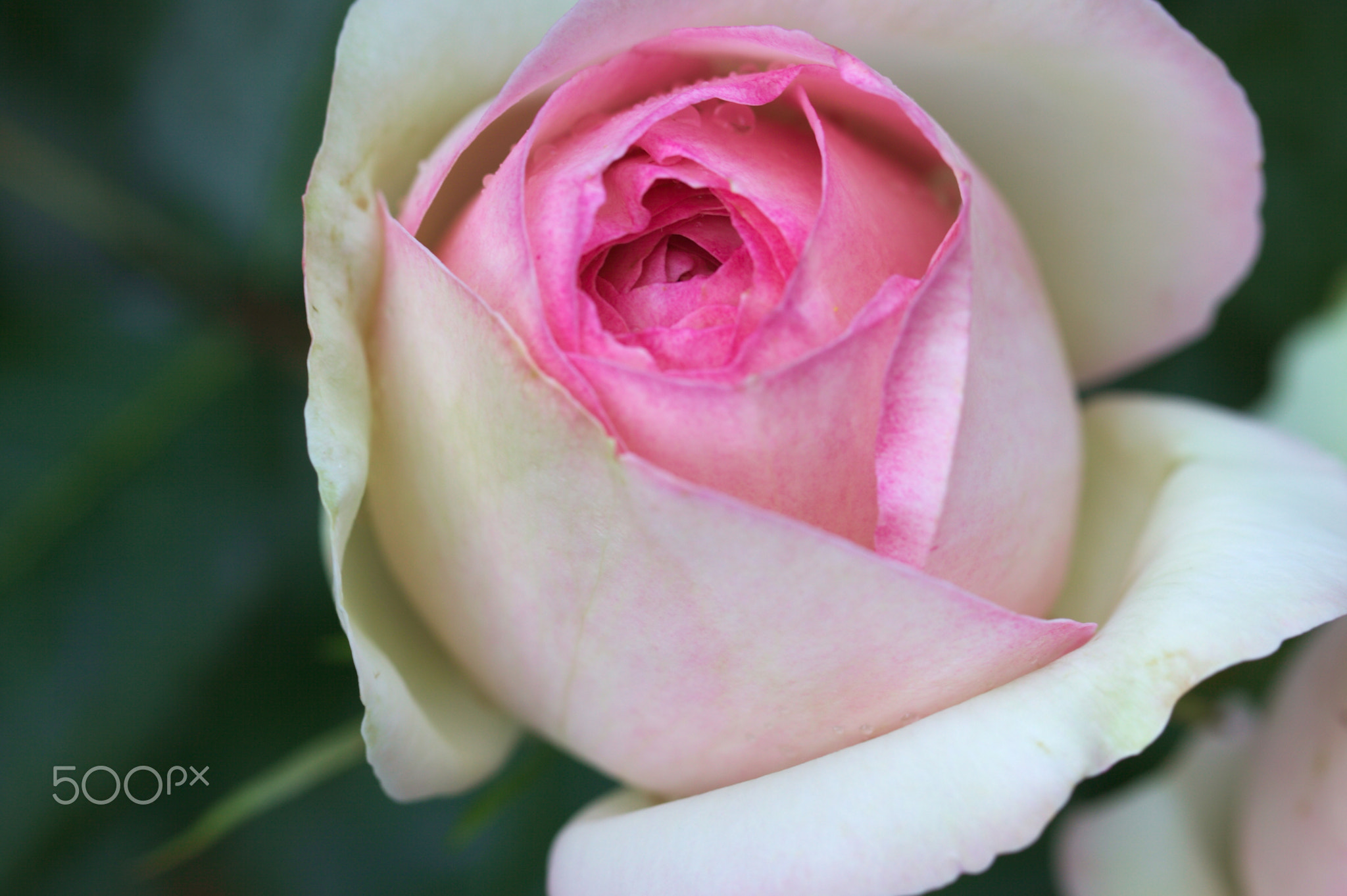Mignonne, allons voir si la rose...