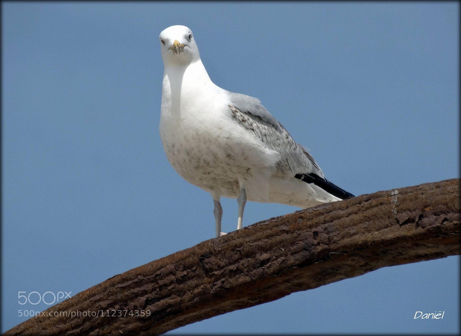Sony Cyber-shot DSC-HX300 sample photo. Watching you ... .. . photography