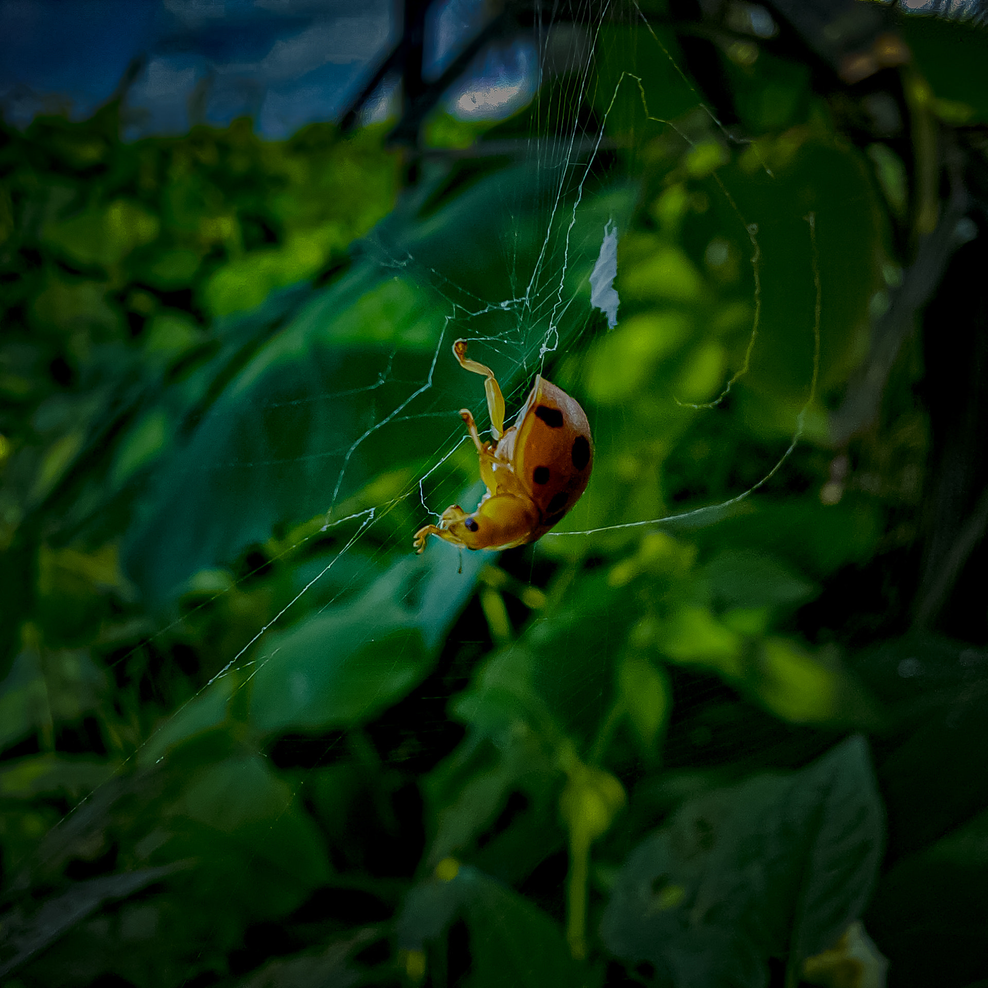Caught in the Web: A Struggle for Survival