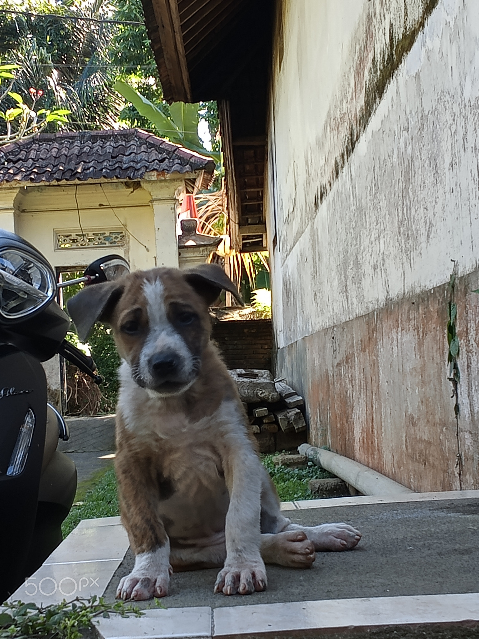 doggy lagi galau
