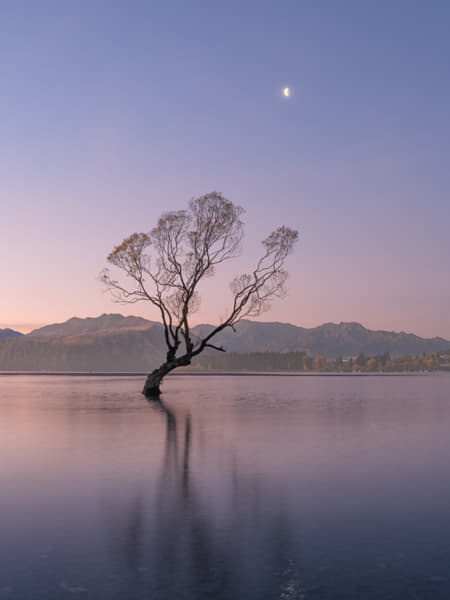Solitary Tree in Water Reflecting Serenity and Resilience | landscape ...