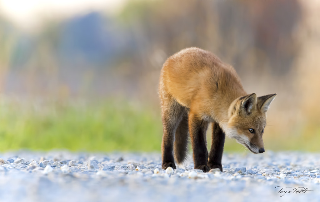 10 Interesting Facts About Red Foxes | Red Fox | Diet, Behavior, and Adaptations