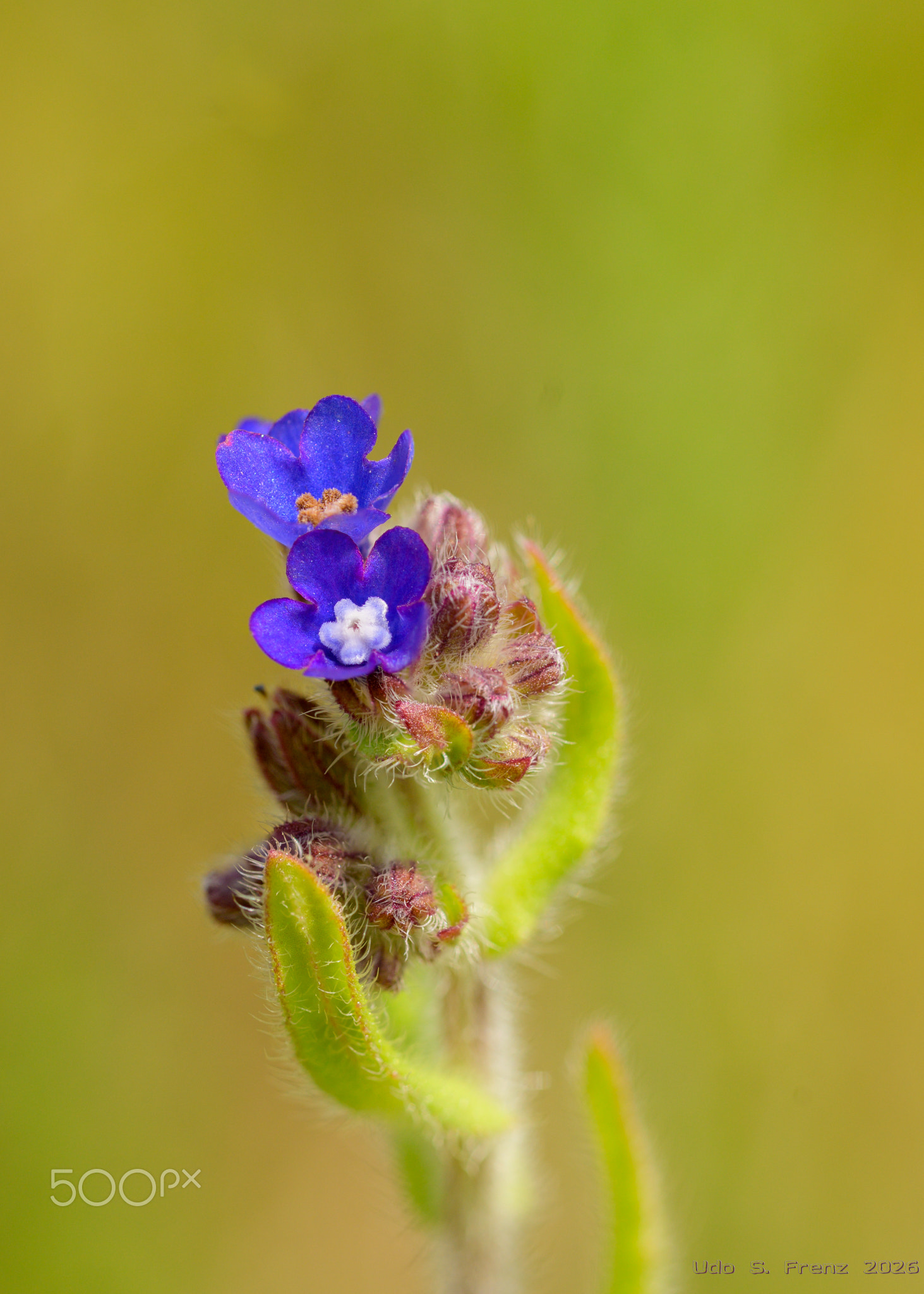 Gewöhnliche Ochsenzunge (Anchusa officinalis)-0964