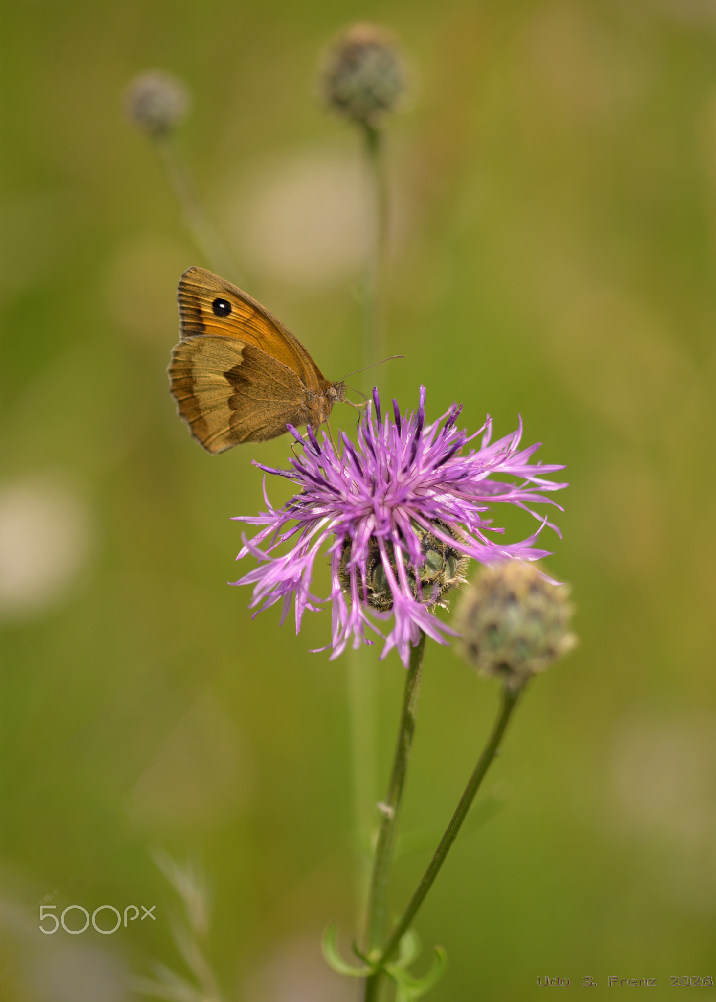 Großes Ochsenauge (Maniola jurtina) auf Wiesen-Flockenblume (Centaurea jacea)-0934