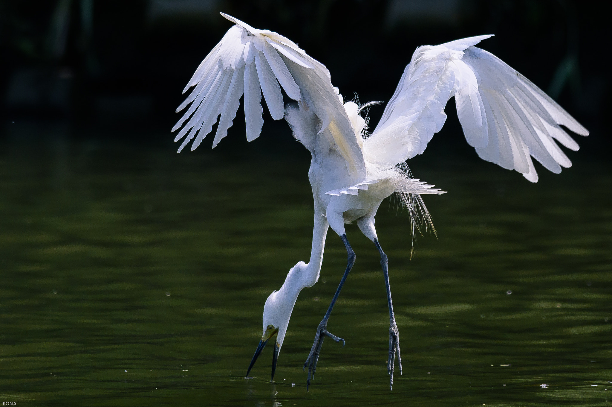 Nikon AF-S Nikkor 400mm F2.8G ED VR II sample photo. Sagi photography