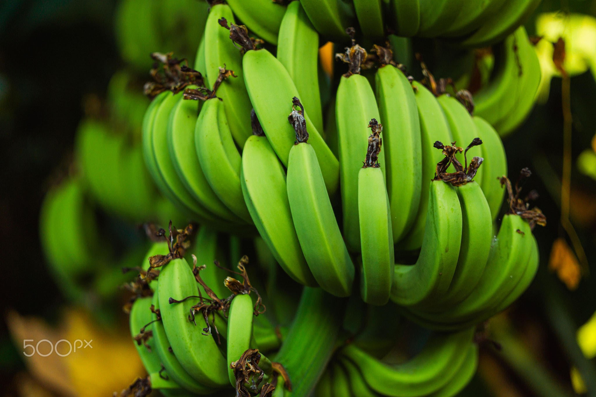 Organic Banana with Bright Yellow Peel Studio Shot