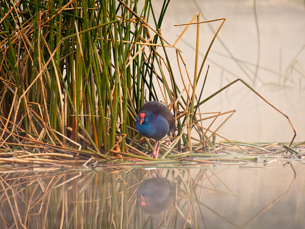 Kwirlam by Paul Amyes on 500px.com