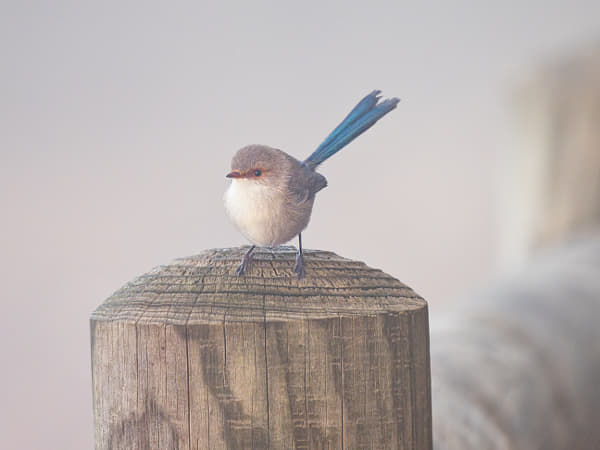 Djer-djer by Paul Amyes on 500px.com