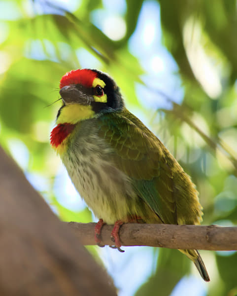 Coppersmith barbet by Girish Joshi on 500px.com