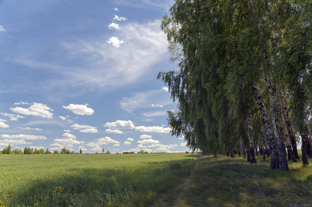 Birches by Valery Boyarsky on 500px.com