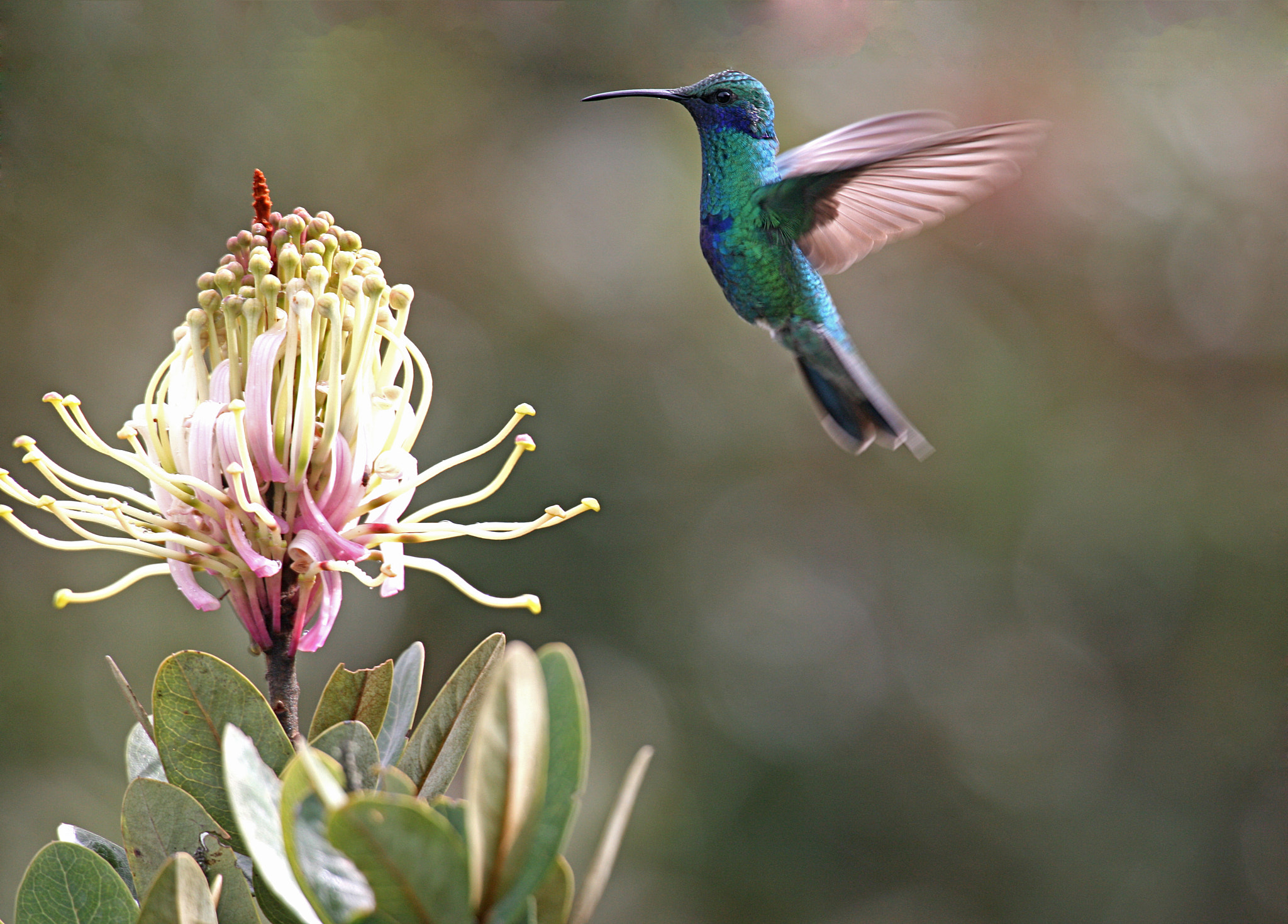 De flor en flor