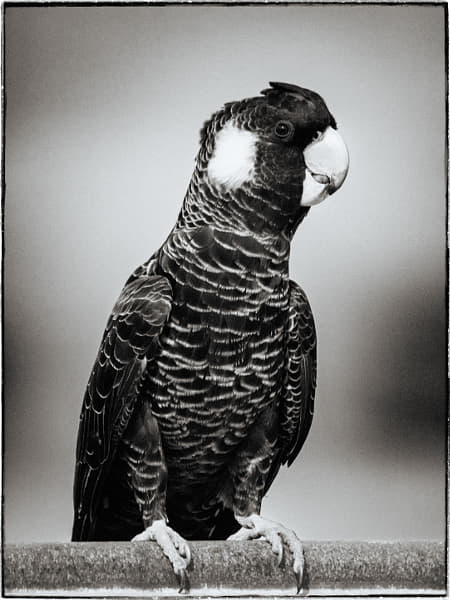Carnaby's Black-cockatoo by Paul Amyes on 500px.com