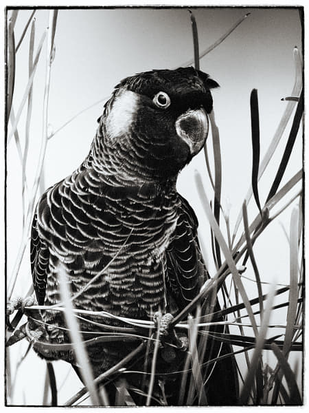 Carnaby's Black-cockatoo by Paul Amyes on 500px.com
