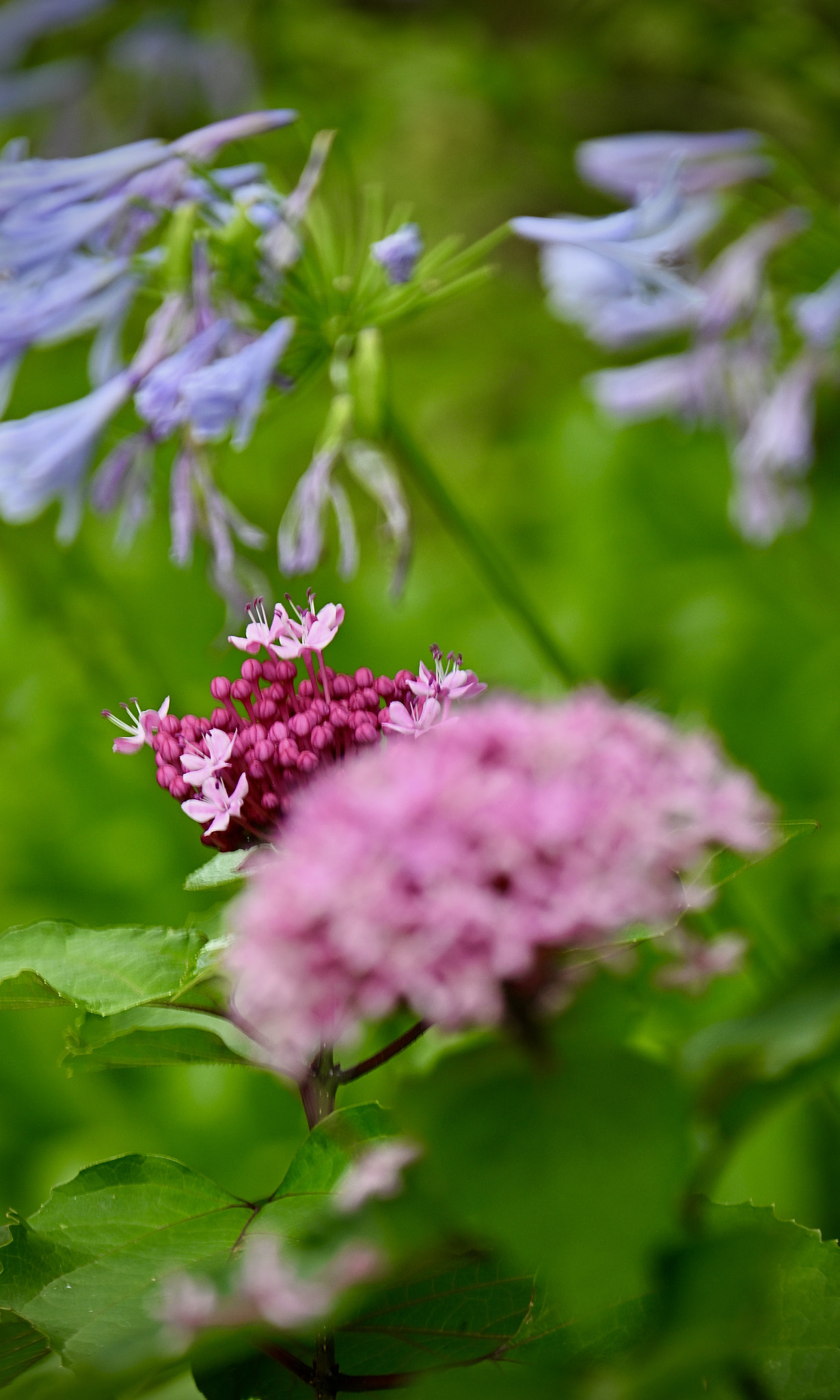 Colorful flowers