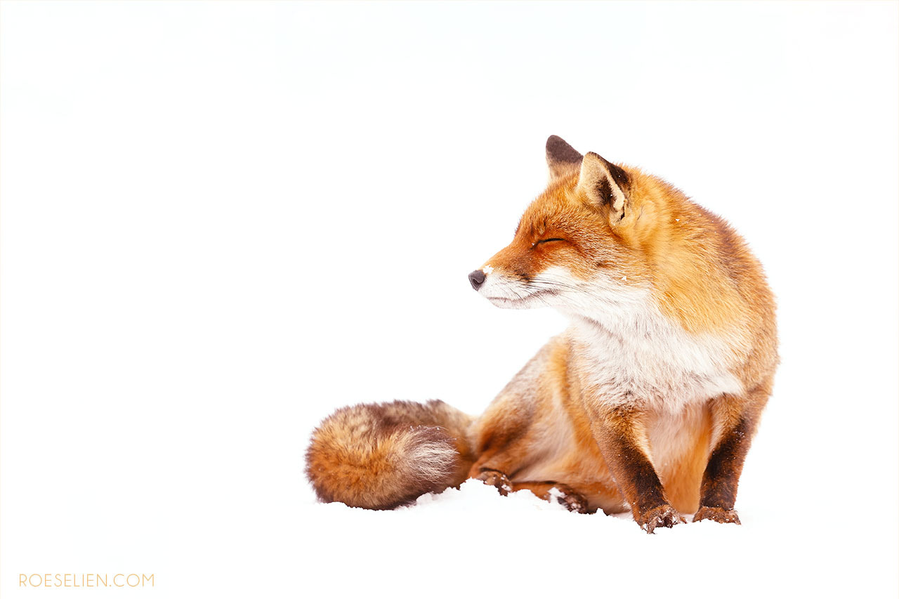 wild fox♡Roen 専用ページ Alert Fox Observing with Natural Curiosity | nature photo by