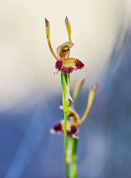 Hare Orchid by Paul Amyes on 500px.com