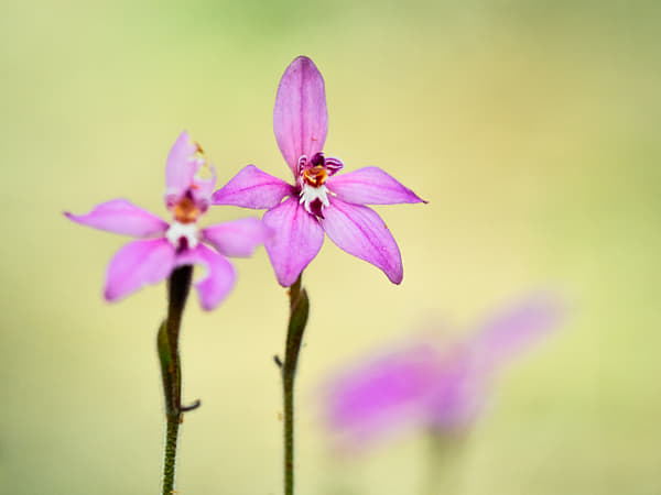 Dwarf Pink Fairy Orchid by Paul Amyes on 500px.com