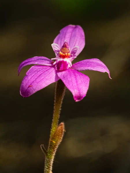 Dwarf Pink Fairy Orchid by Paul Amyes on 500px.com