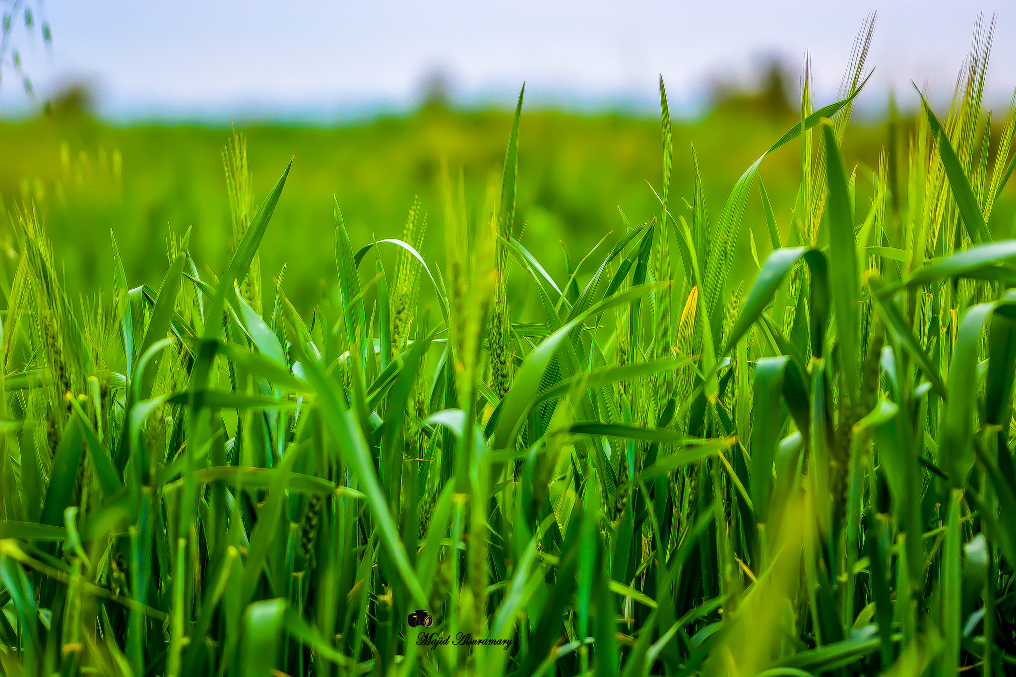 Farms the wheat