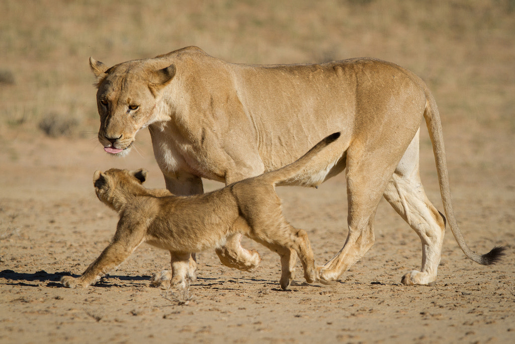 Silly Mom by Onephotography Photographic Safaris on 500px.com