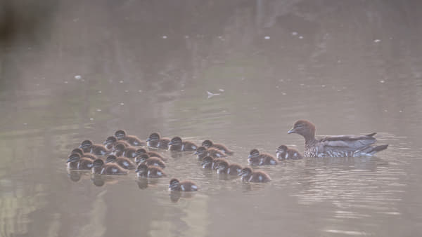 Family Outing by Paul Amyes on 500px.com
