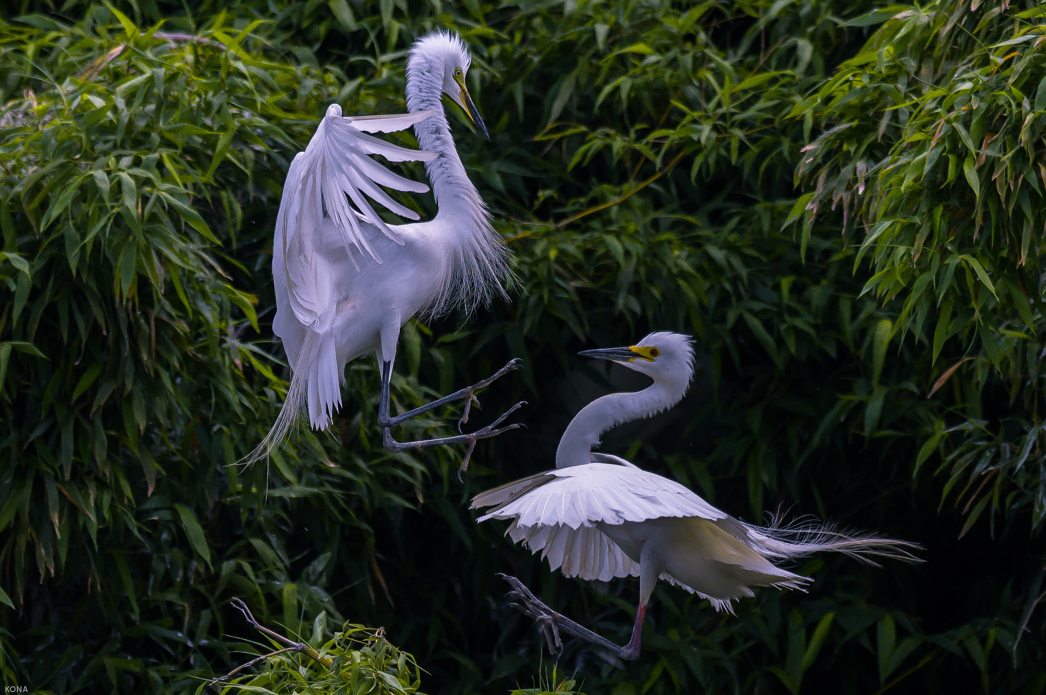 Nikon AF-S Nikkor 400mm F2.8G ED VR II sample photo. Sagi photography