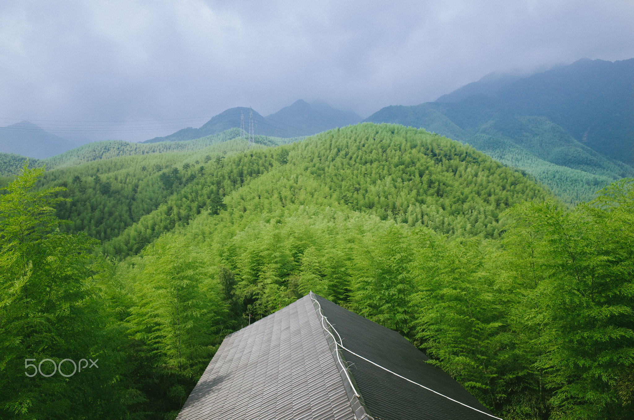 Bamboo forest scenery