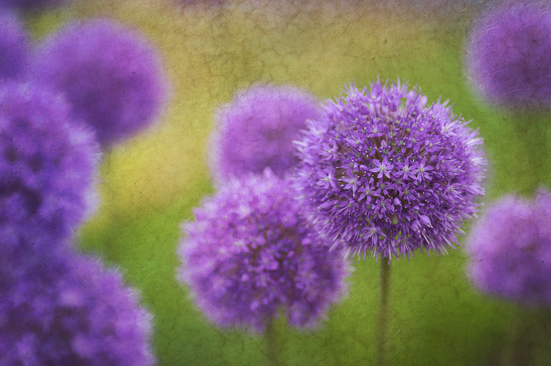 Pentax K-3 sample photo. Purple ball flower photography
