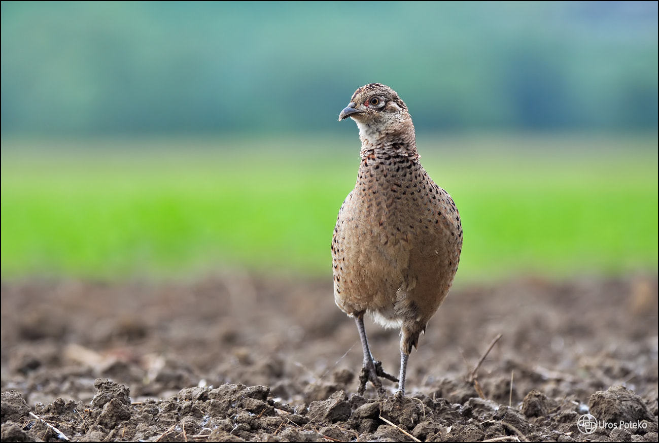 Female pheasant