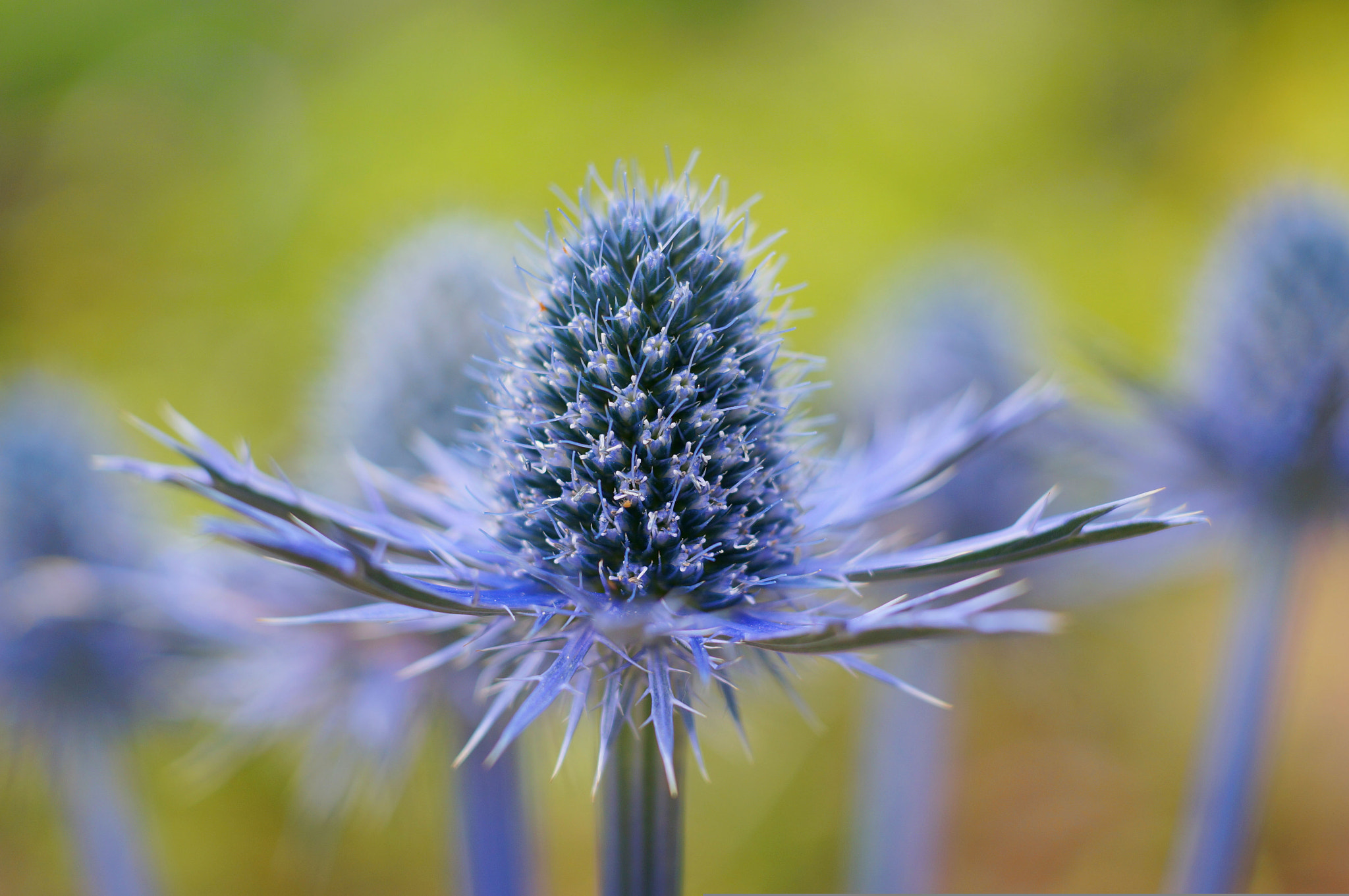 Eryngium 'Big Blue'