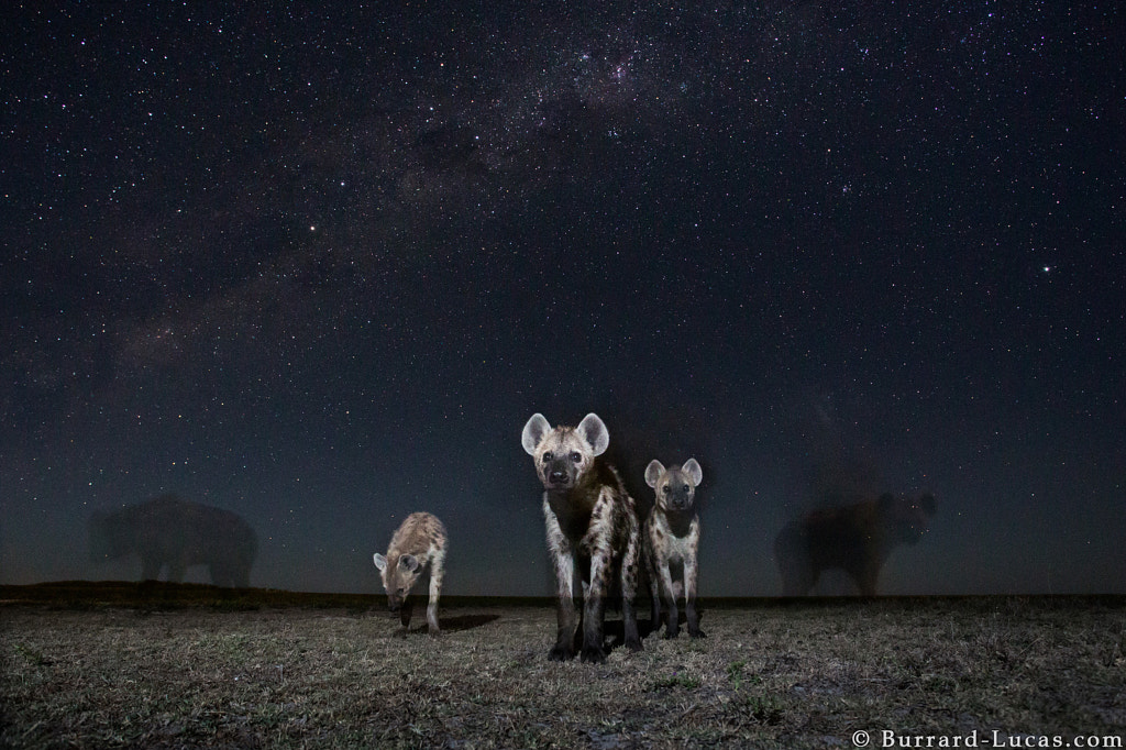 Spirits of the Night by Will Burrard-Lucas on 500px.com