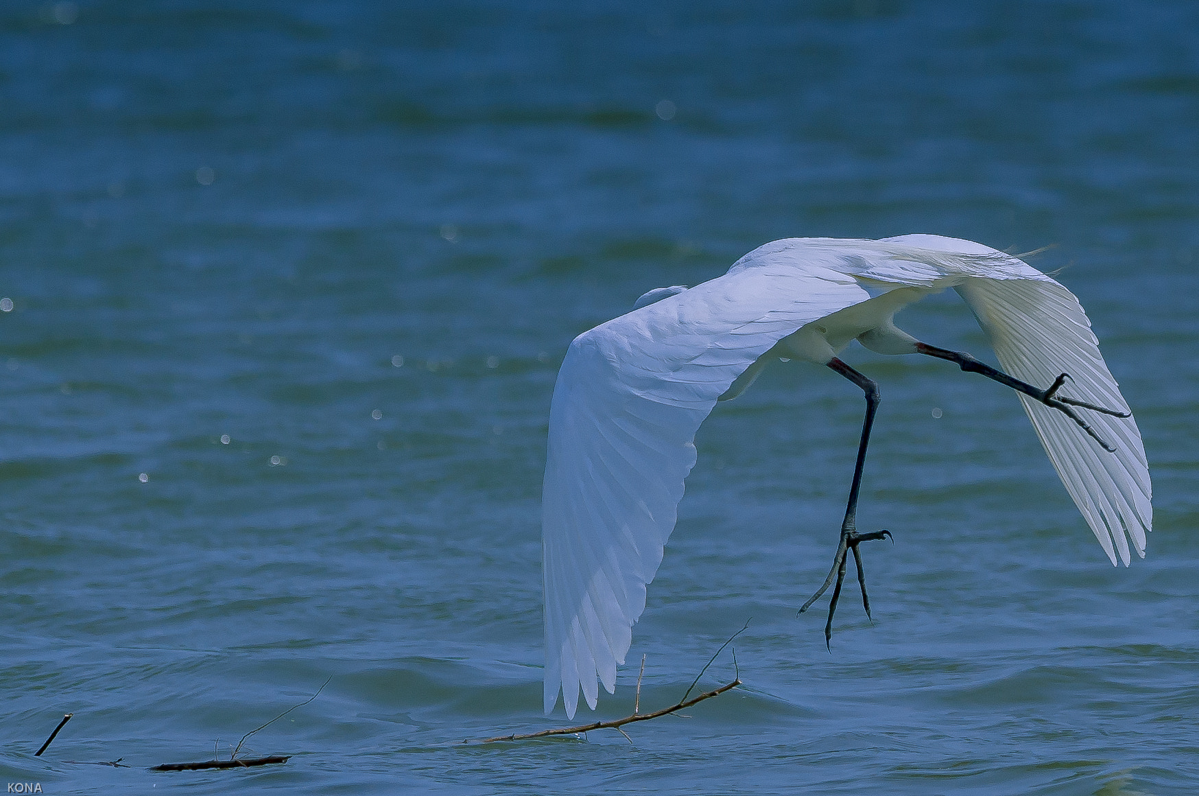 Nikon AF-S Nikkor 400mm F2.8G ED VR II sample photo. Sagi photography
