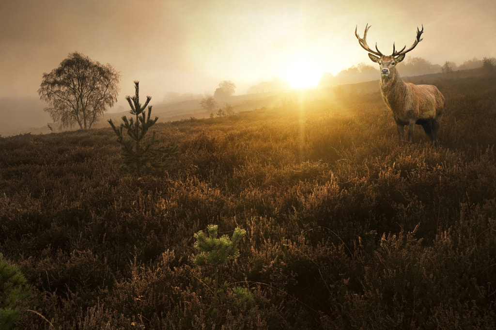 Beautiful forest landscape of foggy sunrise in forest with red d by Matt Gibson on 500px.com