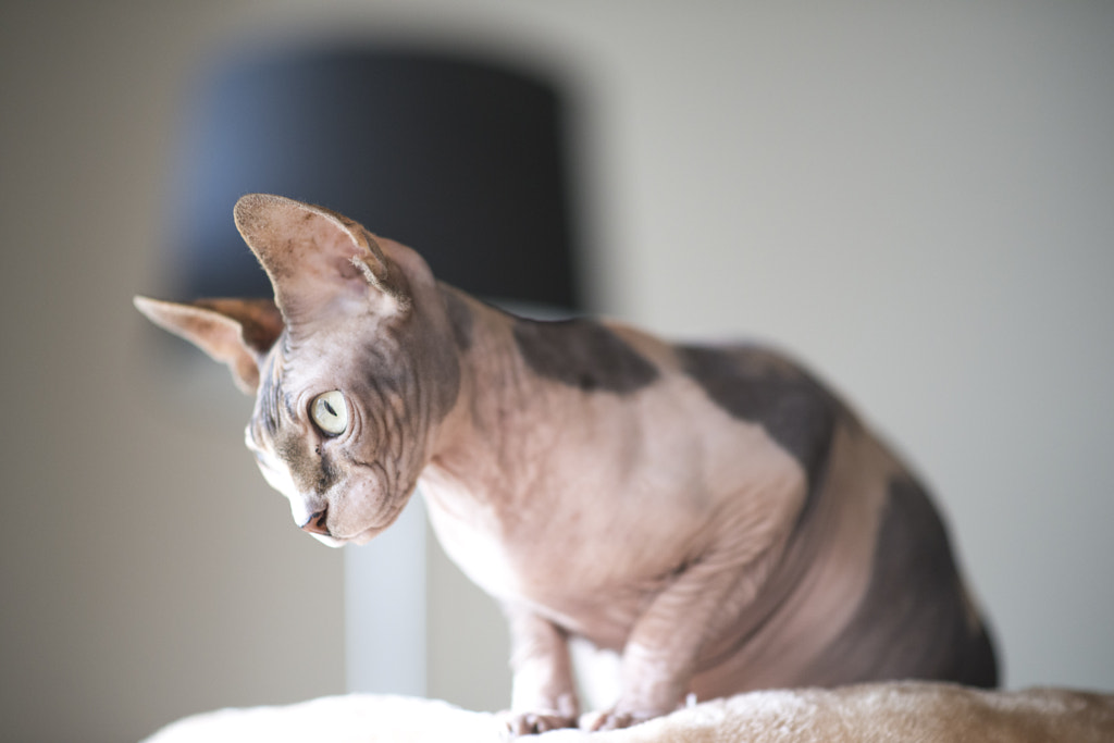 sphynx cat - Top 10 Cutest Cats in the World 2023