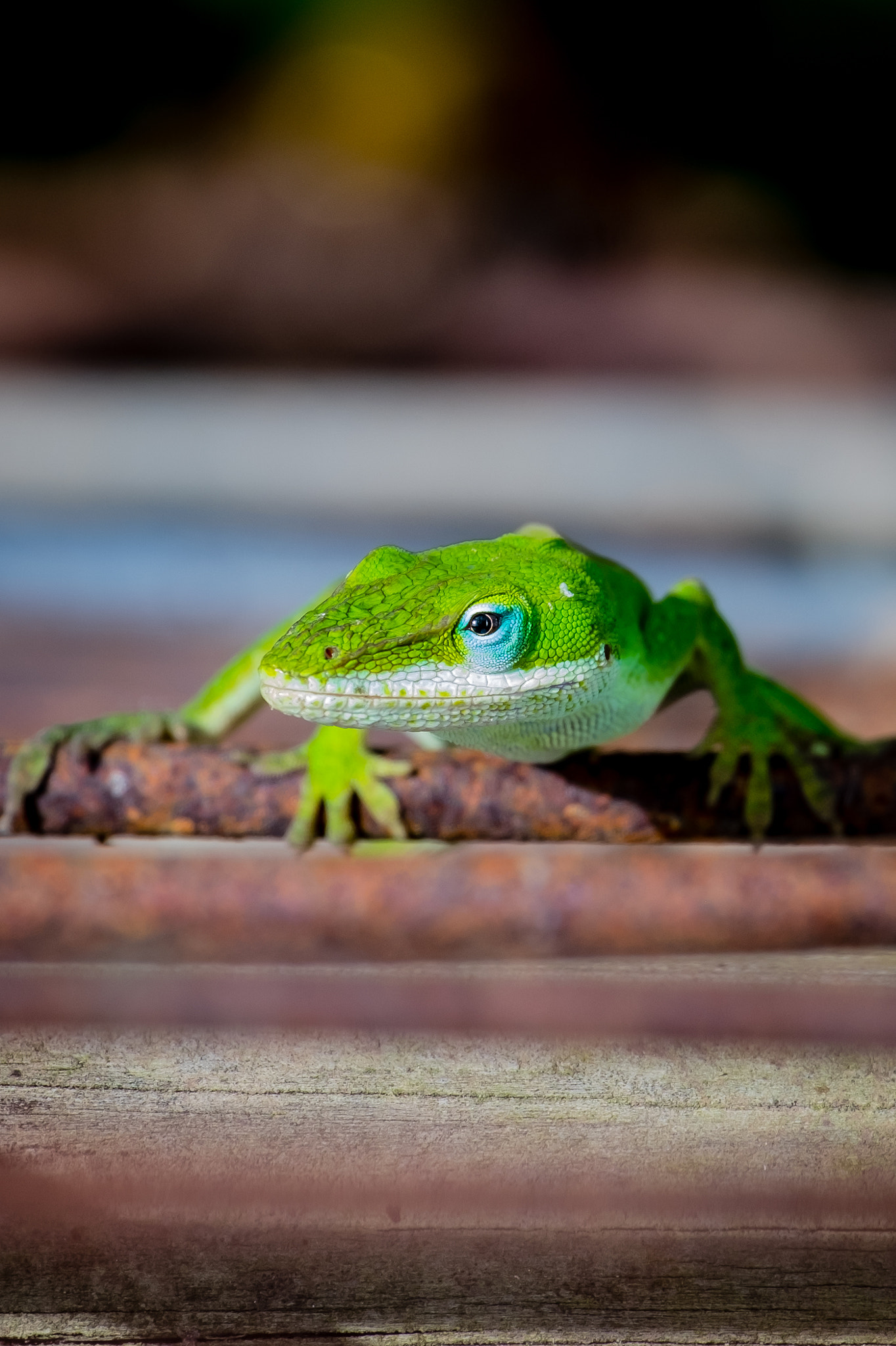 Curious Little Guy