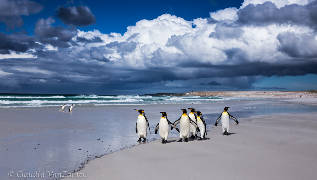 A few penguins by Claudia VanZanten on 500px.com